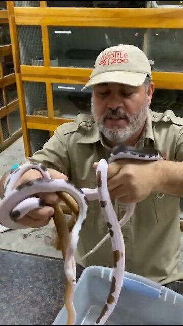 Beautiful Python Bit Me 😳