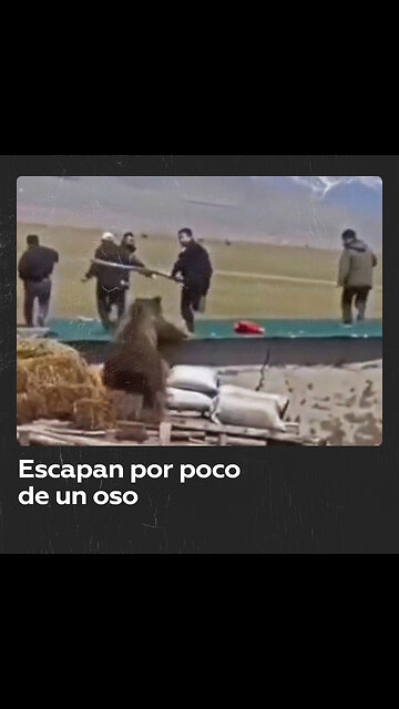 Un oso casi alcanza a hombres que lo intentaban ahuyentar