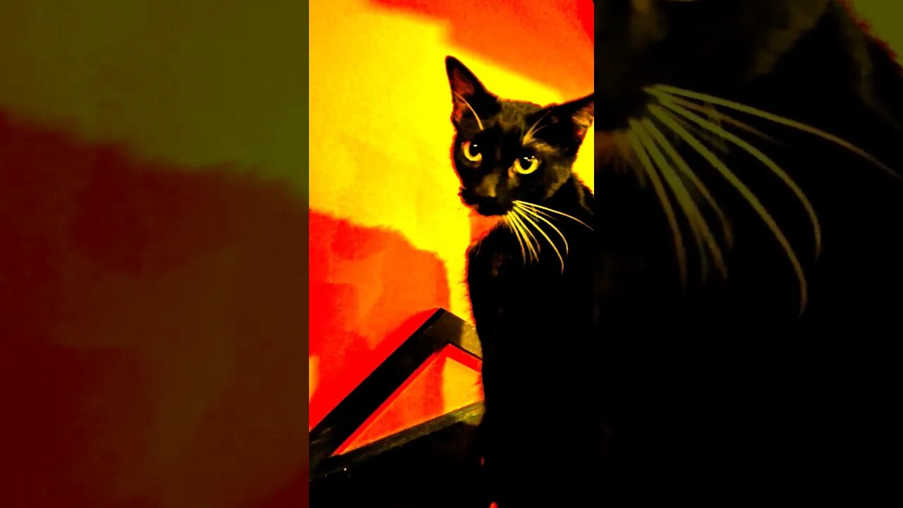 🎃Halloween Cats🐾 18