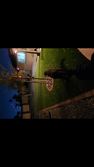 Sassy in action! All offense!