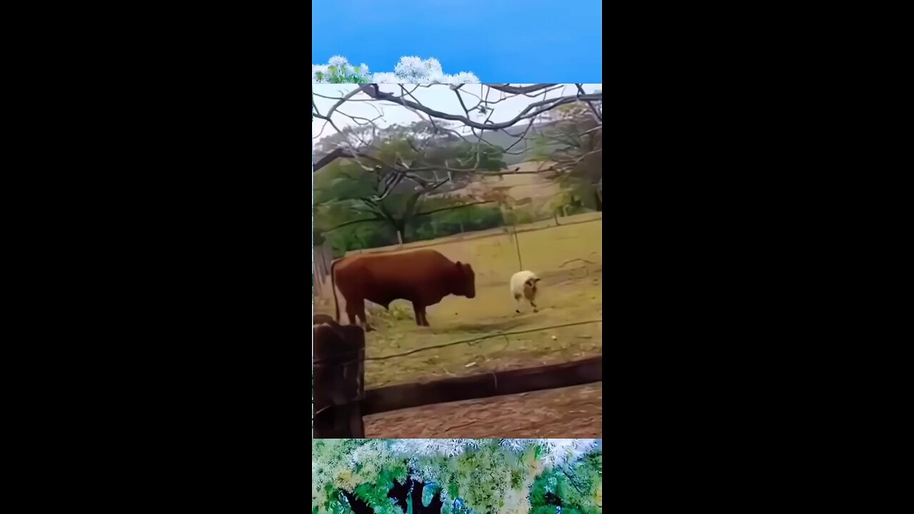 video sheep vs cow