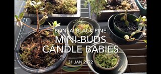 Japanese Black Pine Mini-Buds