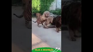 TIGRE VS LEÃO QUEM GANHA #shorts