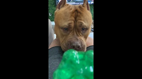 MASSIVE Pit Bull “ATTACKS” water bottle!!! 🦁😜😆