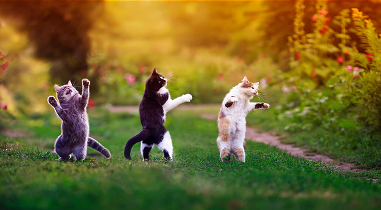 Funny Animals Videos