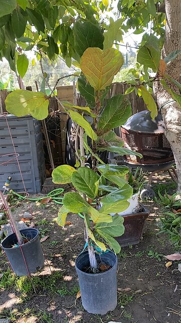 Amazing Fiddle Leaf Tree