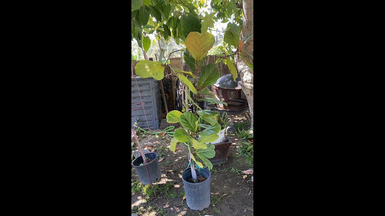 Amazing Fiddle Leaf Tree