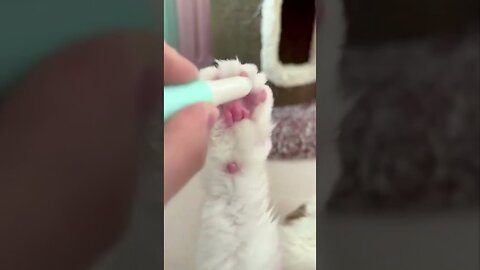 Hilarious Short Clips of Funny Animals