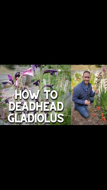 ✂ Deadheading Gladiolus #shorts ✂