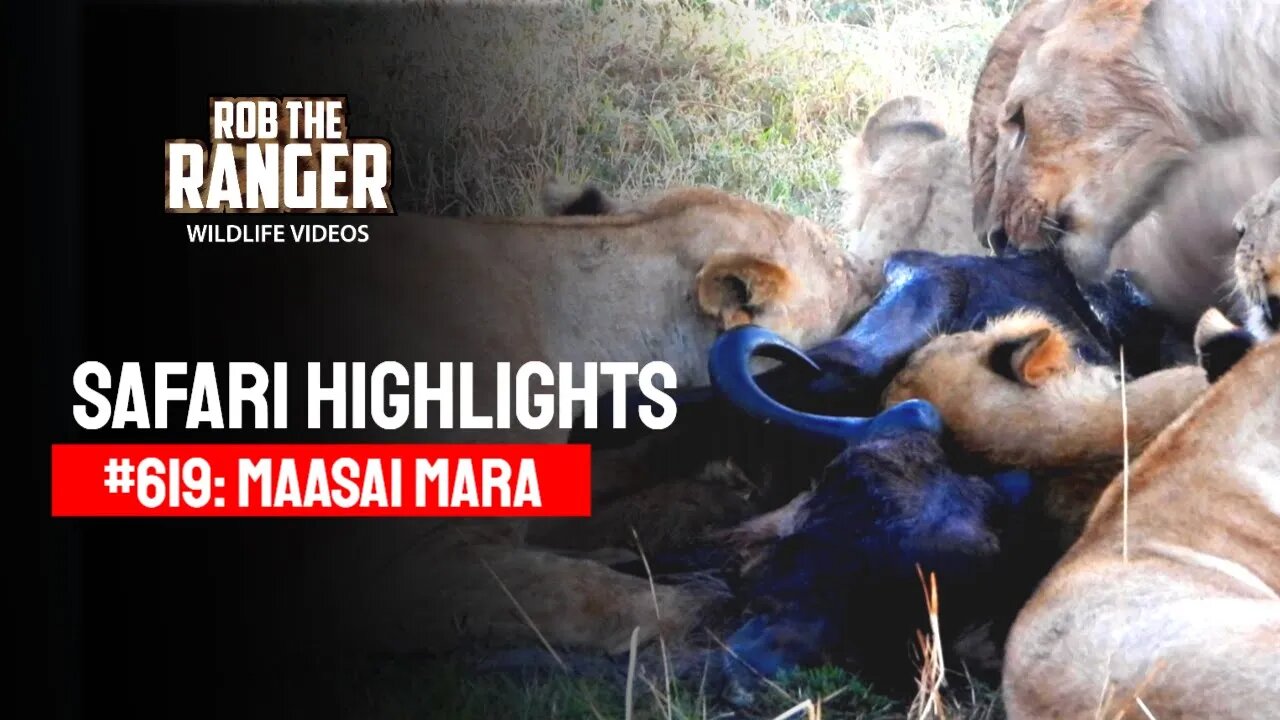 Safari Highlights #619: 22nd August 2021 | Maasai Mara/Zebra Plains | Latest Wildlife Sightings