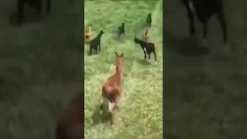 happy goats