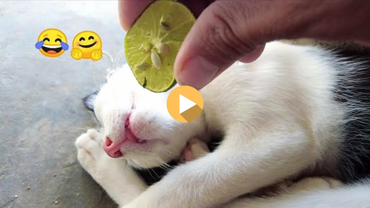 Cat most funny video 2022