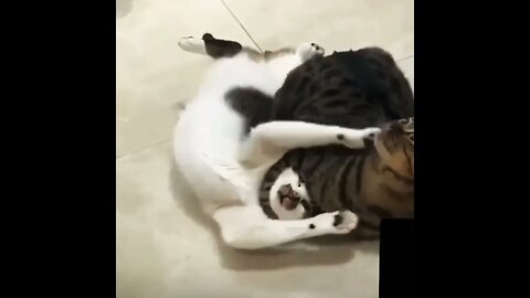Tap out Whiskers tap out! 😏😂🙀🤼‍♂️ #shorts #shortsfeed #clips #shortvideo