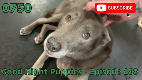 [0750] GOOD NIGHT PUPPIES - EPISODE 288 [#dogs #doggos #doggies #puppies #dogdaycare]