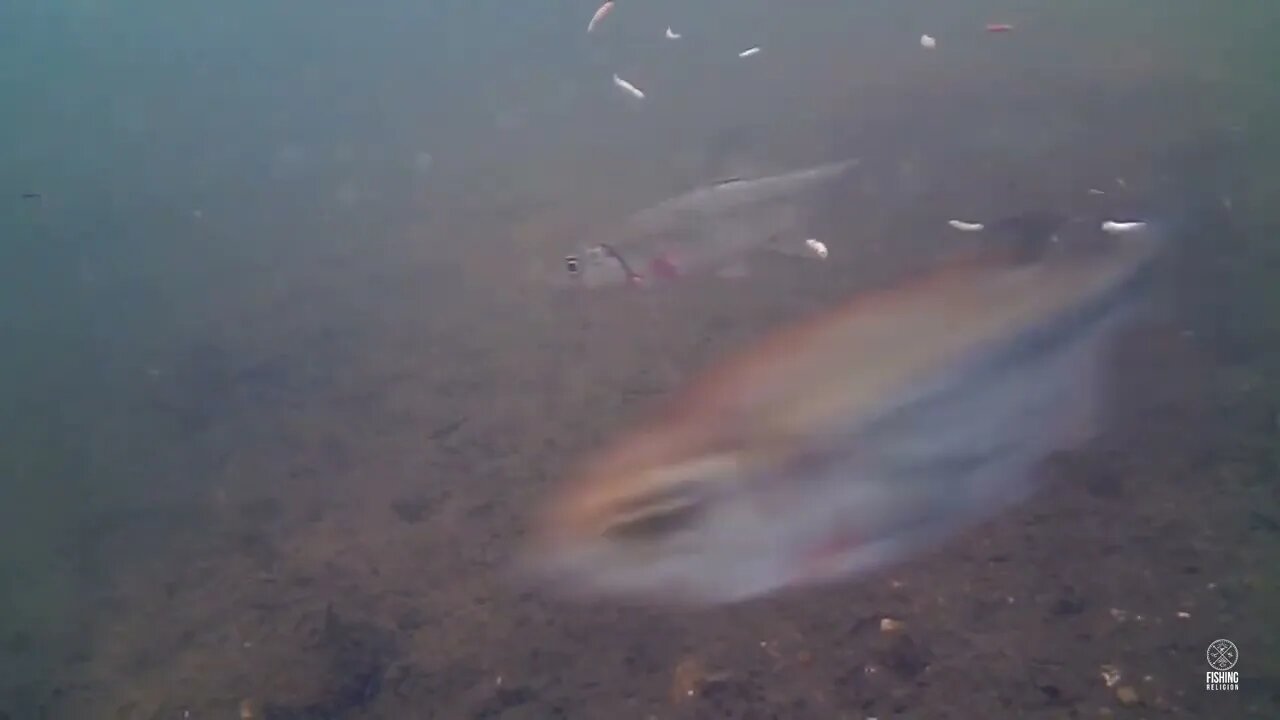 Underwater river fish feeding