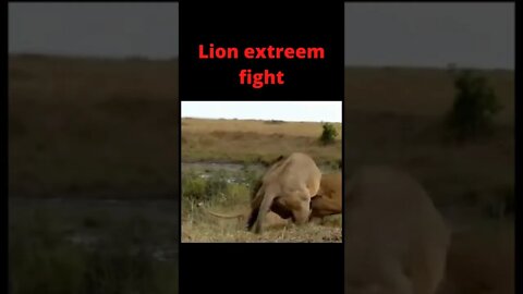 Lions EXTREEM fight 😲