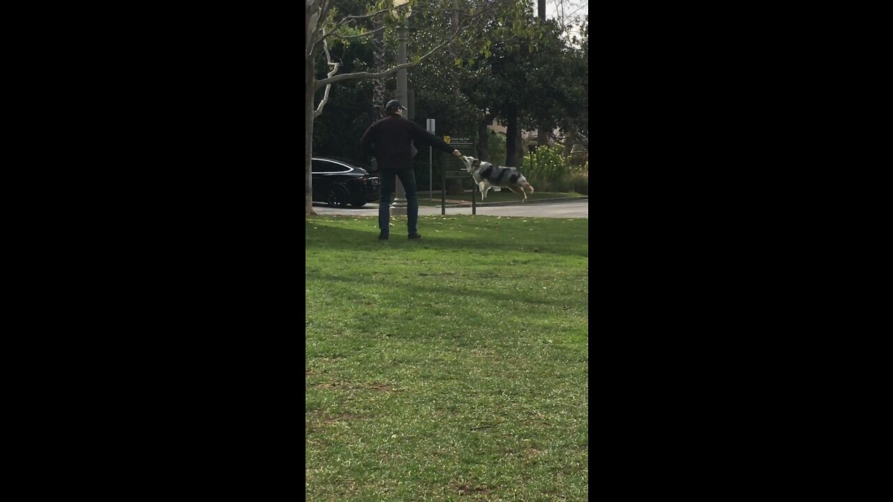 Mini Aussie Swinging Around