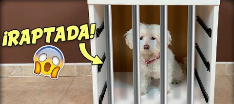 KIDNAP MY DOG! I CAN'T FIND Dasha!😱🐶 Anima Dogs