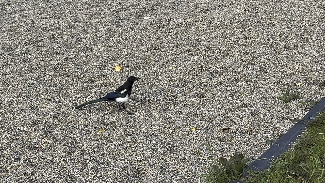 Baby magpie ( Part 2 )