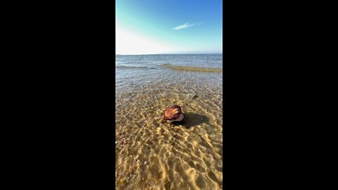 Nantucket seashore