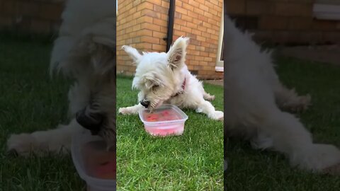 QUICK AND EASY WAY TO COOL YOUR PUPPY ON A HOT DAY...#shorts
