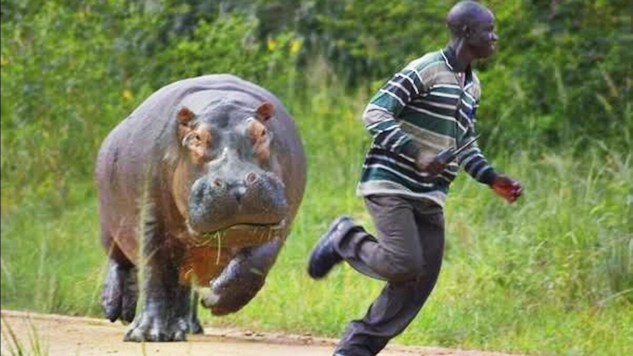 ANIMALS HUMANS CAN NEVER OUTRUN