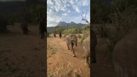 The Reteti Elephants head home after another day in the wild