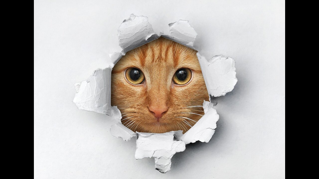 Funny animals