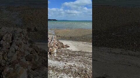 Ducks on a beach.