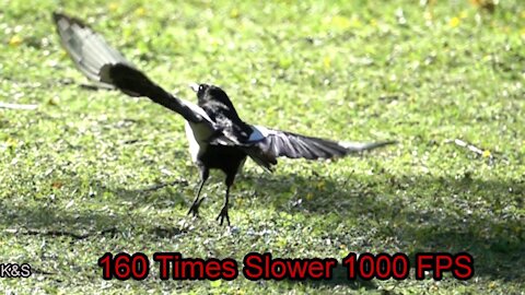 Incredible Slow Motion! Wild birds in 1000 fps slow motion