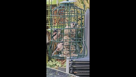 long tail tits feeding uk garden birds