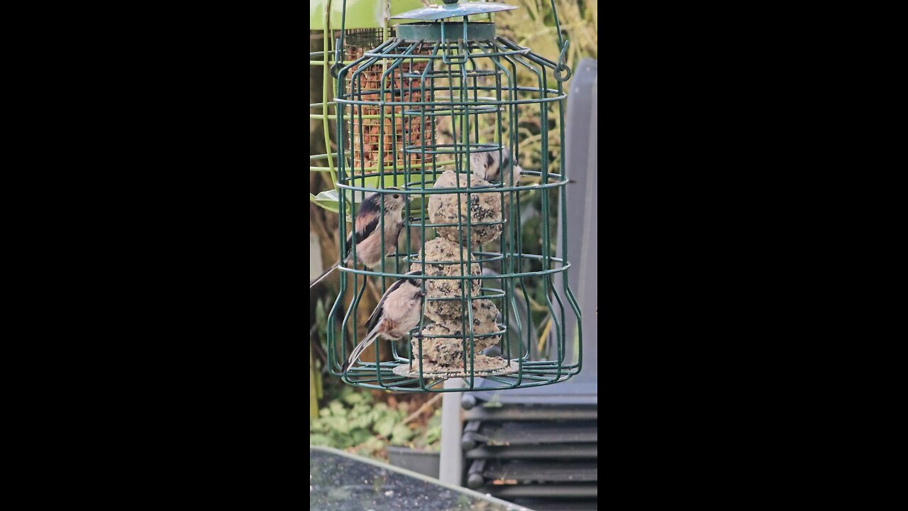 long tail tits feeding uk garden birds