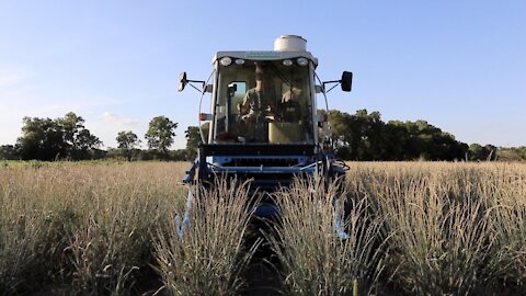 This Earth-Friendly Crop May Change Agriculture For The Better