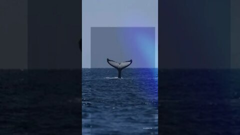 Whale songs can be used to map out the ocean floor #Shorts