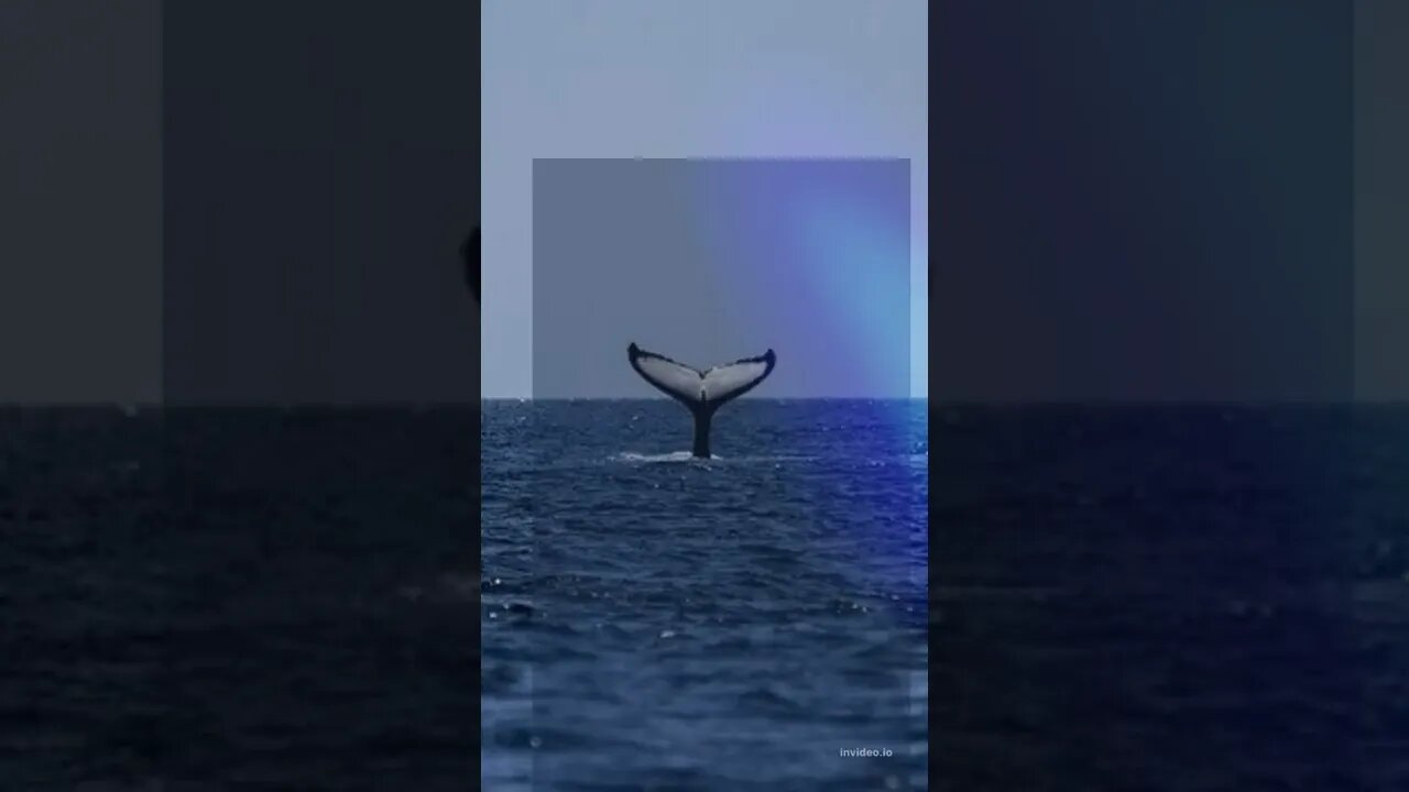 Whale songs can be used to map out the ocean floor #Shorts