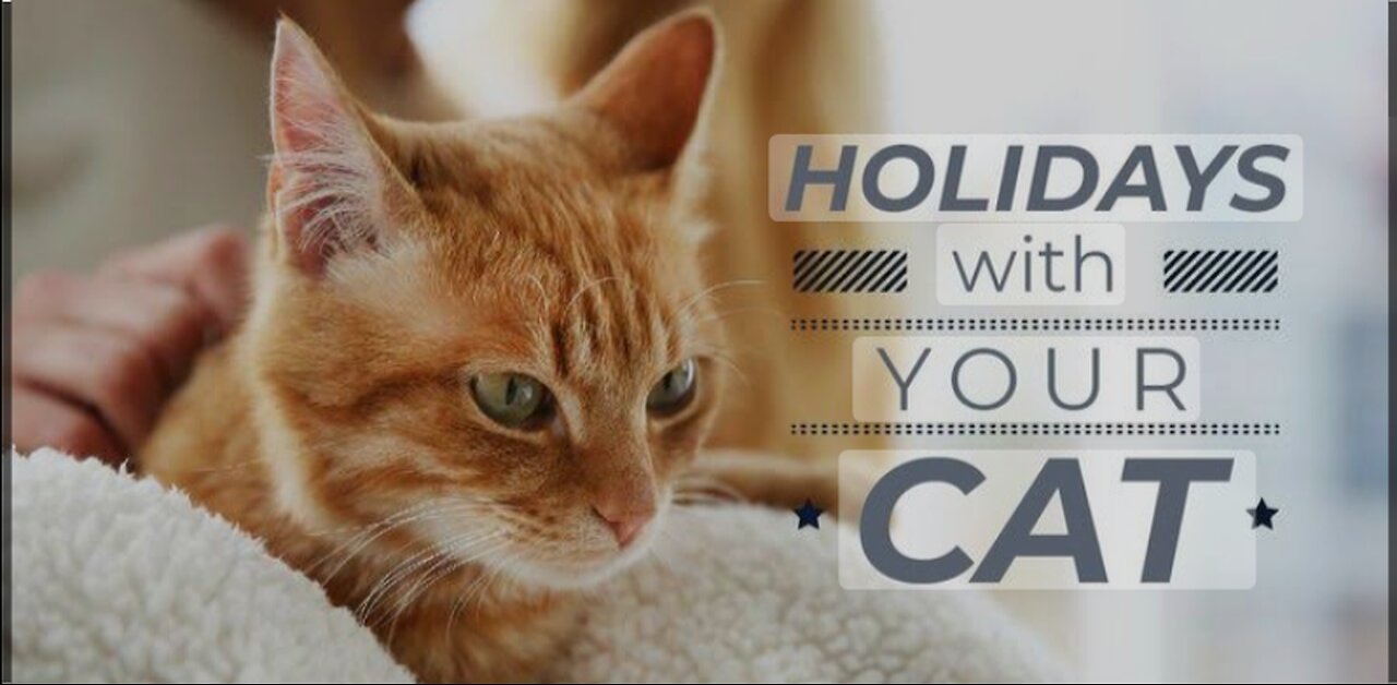 Cat funny video in holidays 🐶