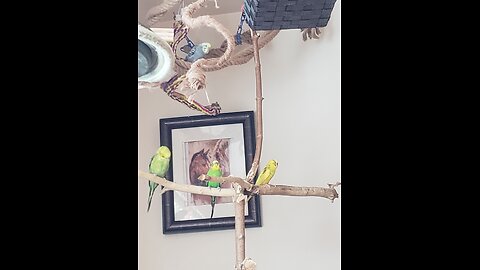 9 Singing Budgies