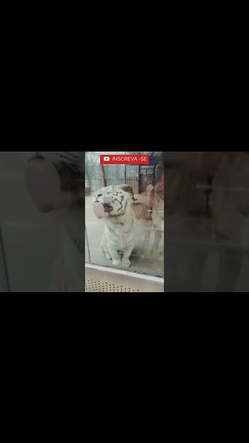 Que Delicia! Esta Vidraça da com gosto de Carne! #shorts