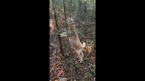 Baby Goat | DDRanch | FarmLiving