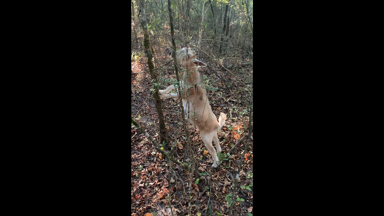 Baby Goat | DDRanch | FarmLiving