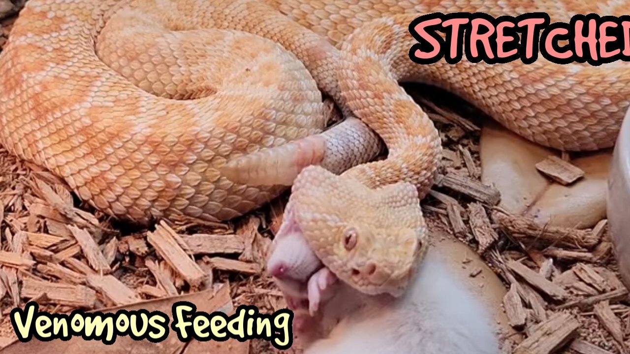 Diamondback Rattlesnake's Venom Instantly Takes Out Mouse Stretch Gang