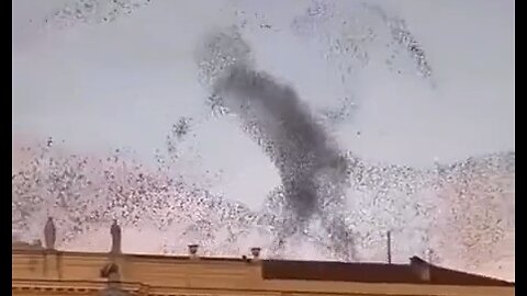 Amazing Starling Murmuration