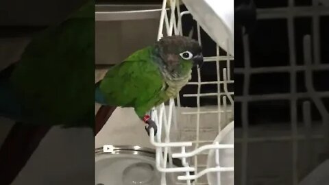 My bird on my dishwasher