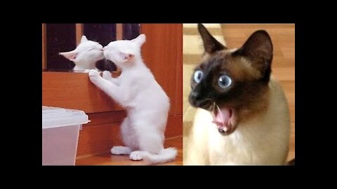 🐶🐱 Funny Cat Reaction Videos - Try Not To Laugh 🤣