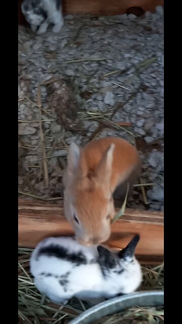 RABBITS: TWO DOES AND ONE BUCK PRODUCE 600 LBS OF MEAT IN ONE YEAR