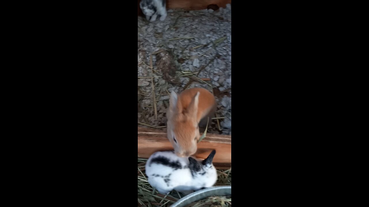 RABBITS: TWO DOES AND ONE BUCK PRODUCE 600 LBS OF MEAT IN ONE YEAR