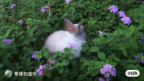 so cute rabbit