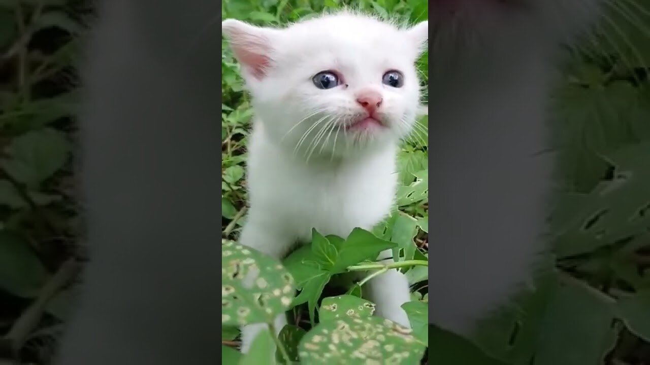 Cute little kitten 🥰😘🐈