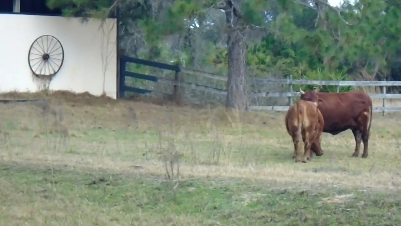 love in the afternoon Trim