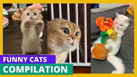 😺🎉 Hilarious Cats compilation - More Feline Fun Shenanigans!